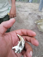 Orthogeomys grandis