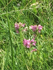 Pedicularis gyroflexa