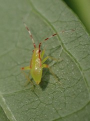 Campyloneura virgula