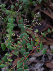 Leucopogon amplexicaulis