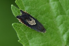 Grapholita tristrigana