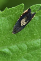 Grapholita tristrigana