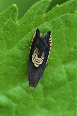 Grapholita tristrigana