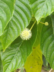 Camptotheca acuminata