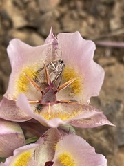 Calochortus persistens