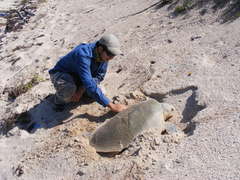 Lepidochelys kempii