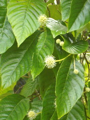 Camptotheca acuminata