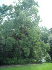 Camptotheca acuminata