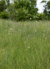 Galium octonarium