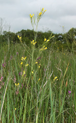 Sisymbrium polymorphum