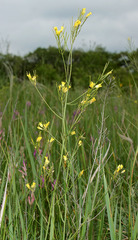 Sisymbrium polymorphum