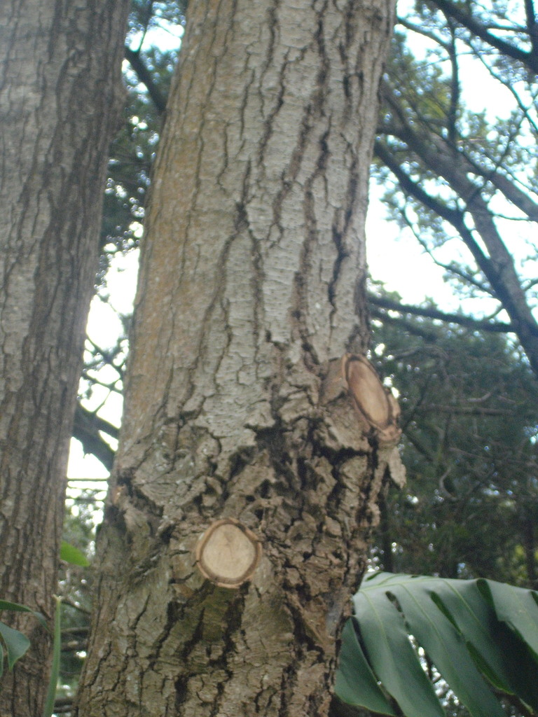 Camptotheca acuminata (Albero felice, Albero della vita