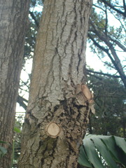 Camptotheca acuminata