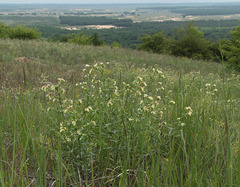 Anchusa ochroleuca