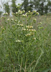Anchusa ochroleuca