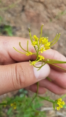 Sisymbrium heteromallum