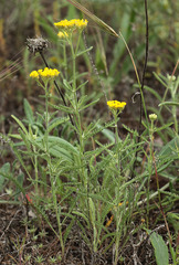Achillea micrantha