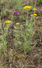 Achillea micrantha