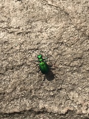 Cicindela denikei