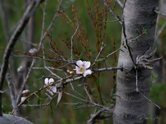 Leptospermum squarrosum