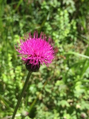 Cirsium pannonicum