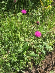 Cirsium pannonicum