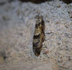 Pseudexentera knudsoni