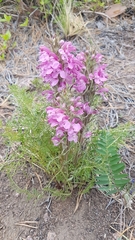 Pedicularis rubens