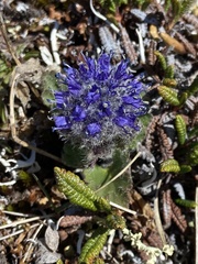Veronica alaskensis