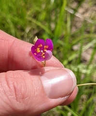 Phemeranthus calycinus