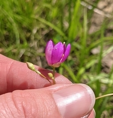 Phemeranthus calycinus