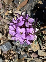 Erysimum pallasii