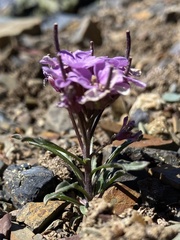 Erysimum pallasii