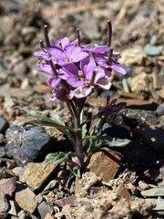 Erysimum pallasii