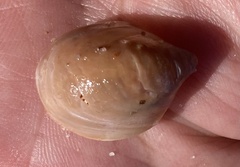 Crepidula onyx