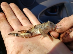 Arctic Hookear Sculpin photo 3