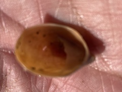 Crepidula onyx
