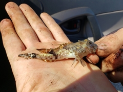 Arctic Hookear Sculpin photo 4