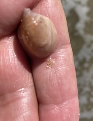 Crepidula onyx