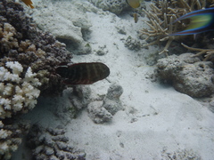 Cephalopholis urodeta