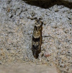 Pseudexentera knudsoni