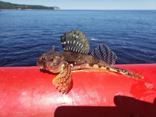 Arctic Staghorn Sculpin