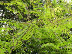 Hultholia mimosoides