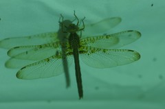 Neurocordulia xanthosoma