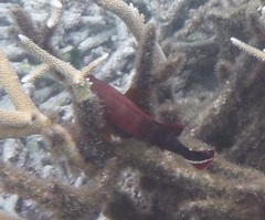 Cephalopholis urodeta