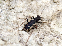 Neocicindela tuberculata