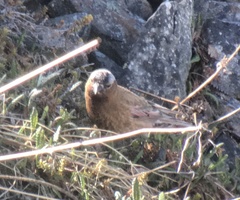 Leucosticte tephrocotis tephrocotis