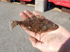 Hippoglossus hippoglossus