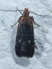 Dichomeris costarufoella