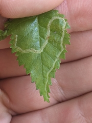 Agromyza alnibetulae